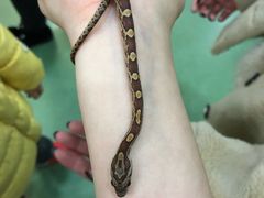 -藦茜花园宠物主题亲子互动体验馆(国顺东路店)