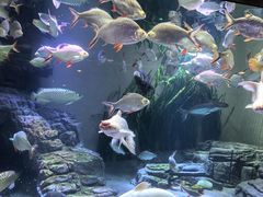 -上海海洋水族馆
