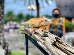 -清迈夜间动物园