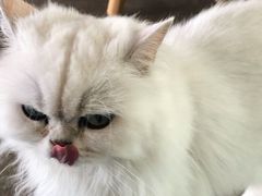 -喵屿·大理花园猫咖