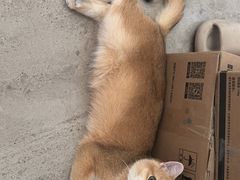 -佳雯宠物医院·皮肤科·内外科(春晓路分院)