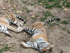 -西霞口神雕山野生动物世界