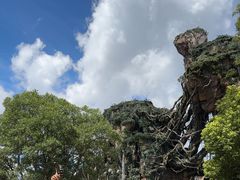 -奥兰多迪士尼动物王国乐园