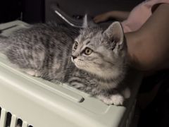 -瑞派福兴宠物医院犬猫全科·骨科·中西医结合(河东店)