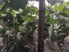 -马陆小张葡萄园农家乐