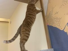 -滚猫咖啡·猫咖·猫友好撸猫(未来城店)
