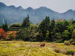 -黟县屏山村