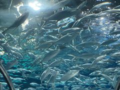 -上海海洋水族馆