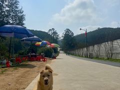 -黄埔油麻山森林公园