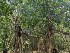 -中国科学院西双版纳热带植物园