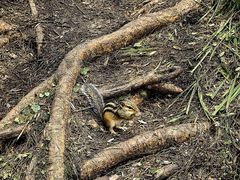 -五营红松林海景区