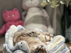 -Cappucimeow猫咪咖啡馆(韦伯时代店)