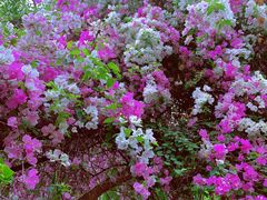 -深圳国际园林花卉博览园