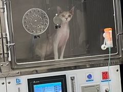 -瑞派宠物医院(锦江店)