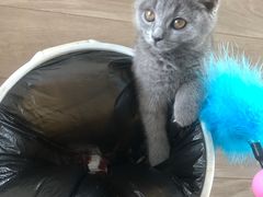 -艾吉宠物医院·疑难杂症转诊中心·猫友好(碧江路院)