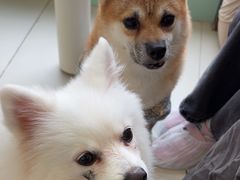 -怪兽屋·羊驼·猫咖·狗咖(俊华广场店)
