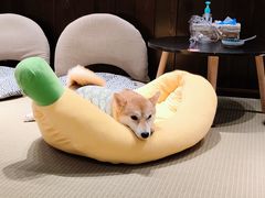 -逗柴咖啡屋·狗咖猫咖宠物桌游
