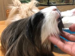 -藦茜花园宠物主题亲子互动体验馆(国顺东路店)
