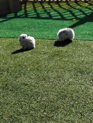 -萌宠亲子动物乐园(槐房万达店)