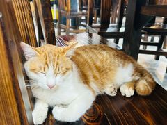 -夏茅维记饭店