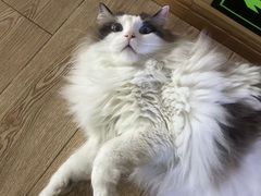 -白兔子密室(长寿路店)