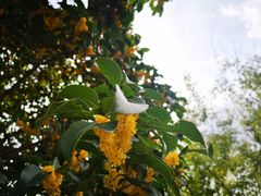 -歌斐颂巧克力小镇