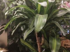 -静岸花卉园艺(三星坊店)