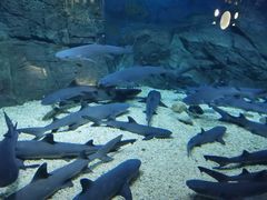 -烟台海昌鲸鲨海洋公园