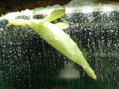 -上海大自然野生昆虫馆(东方明珠·爬宠昆虫探索中心)