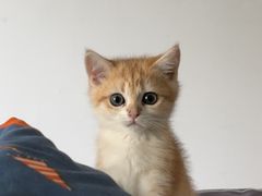 -瑞派康怡24h宠物医院·犬猫医疗中心·微创绝育(瑞景分院)
