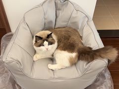 -pd派德宠物中心医院24H急重症·眼科中心·血液透析中心(嵩山北路店)