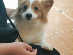 -柯斗斗主题餐厅·狗咖·围炉煮茶·茶饮(国瑞升平里店)