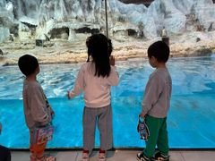 -帝企鹅自助餐厅•儿童岛•真企鹅(长隆企鹅酒店)