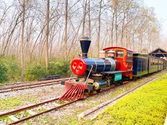 -合肥滨湖国家森林公园