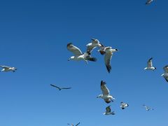 -海驴岛(荣成市)