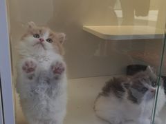 -小猫来了·猫舍(红山六九七九店)