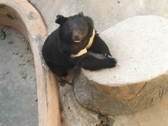 -东方熊牧场