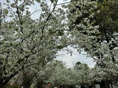 -成都市文化公园