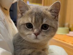 -欣宠猫屋·矮脚拿破仑·蓝金金渐层