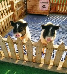 -萌宠亲子动物乐园(槐房万达店)