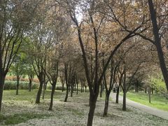 -洨河生态公园
