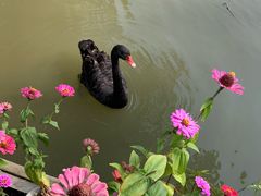 -长兴太湖图影湿地文化园