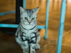 -共舞时光猫咖·狗咖(新街口店)