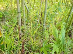 -新虹桥中心花园