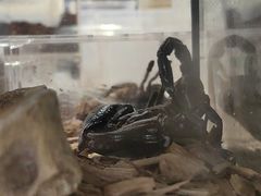 -酷以爬仙阁实体爬宠店·守宫·蜥蜴·专业繁育