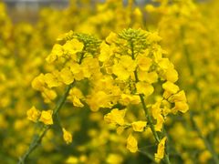 -中国天府农业博览园