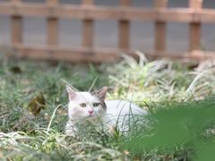 -西园寺