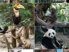-深圳野生动物园
