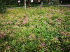 -白鹭湾湿地公园