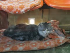 -猫咪博物馆(顶澳仔猫街店)